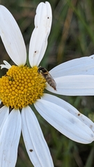 Sphaerophoria scripta