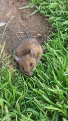 Apodemus sylvaticus