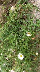 Erigeron karvinskianus