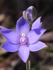 Thelymitra graminea
