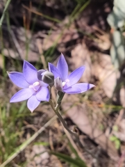 Thelymitra graminea