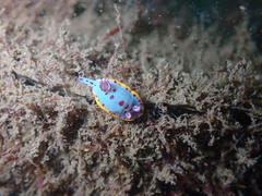 Hypselodoris bennetti
