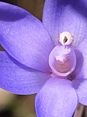 Thelymitra graminea