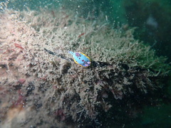 Hypselodoris bennetti