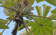 Forpus conspicillatus