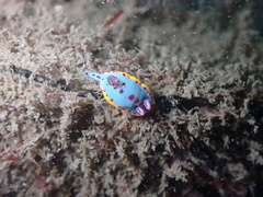 Hypselodoris bennetti