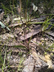 Thelymitra graminea