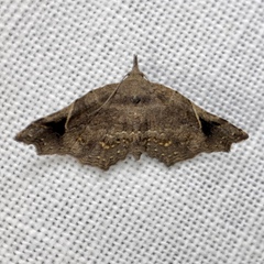 Philogethes metableta