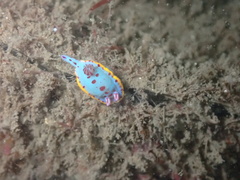 Hypselodoris bennetti