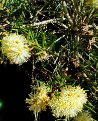 Melaleuca nodosa