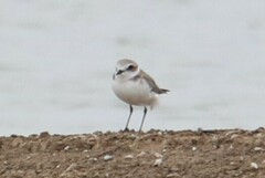Charadrius alexandrinus