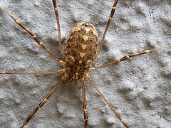 Opilio saxatilis