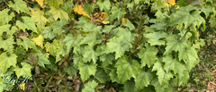 Vitis vinifera