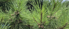 Pinus densiflora