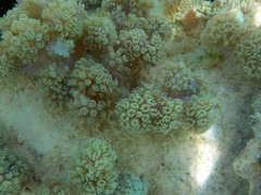Conglomeratusclera coerulea