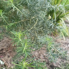 Cassinia longifolia