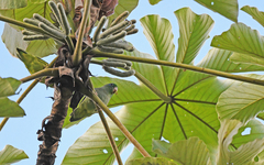 Forpus conspicillatus