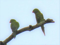 Trichoglossus chlorolepidotus