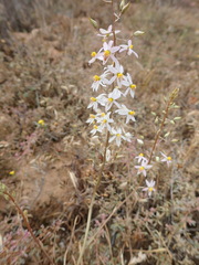 Cyanella orchidiformis