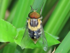 Scaptia auriflua