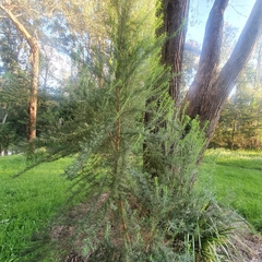 Cassinia longifolia