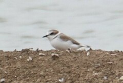 Charadrius alexandrinus