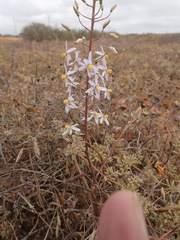 Cyanella orchidiformis