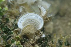 Padina pavonica