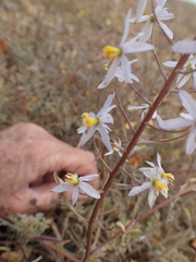 Cyanella orchidiformis
