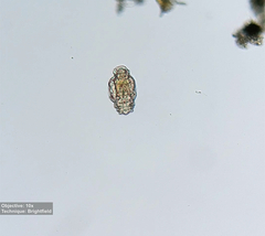 Philodinidae