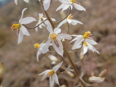 Cyanella orchidiformis