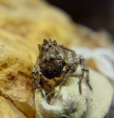 Hamataliwa kulczynskii