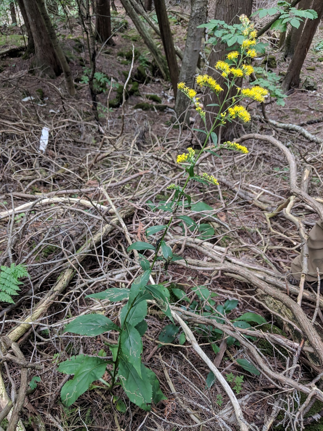 Solidago arguta var. arguta