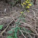 Forest Goldenrod - Photo (c) Pat Deacon, some rights reserved (CC BY-NC), uploaded by Pat Deacon