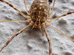 Opilio saxatilis