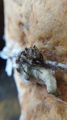 Hamataliwa kulczynskii