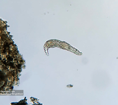 Philodinidae