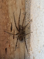 Tegenaria ferruginea
