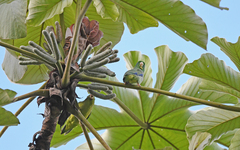 Forpus conspicillatus