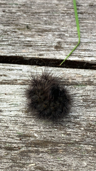 Spilosoma lubricipeda