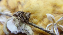 Hamataliwa kulczynskii