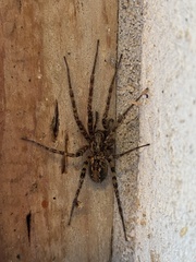 Tegenaria ferruginea