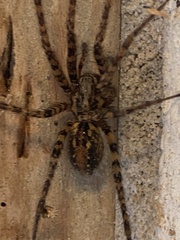 Tegenaria ferruginea