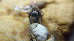 Hamataliwa kulczynskii