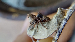 Hamataliwa kulczynskii