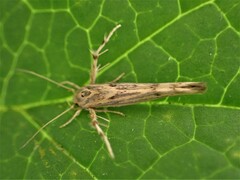 Stathmopoda plumbiflua