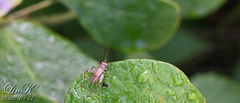 Svistella bifasciata