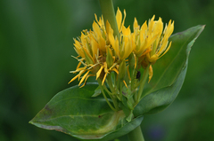 Gentiana lutea