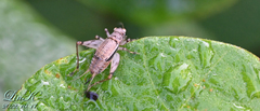Svistella bifasciata