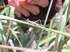 Zaprochilus australis